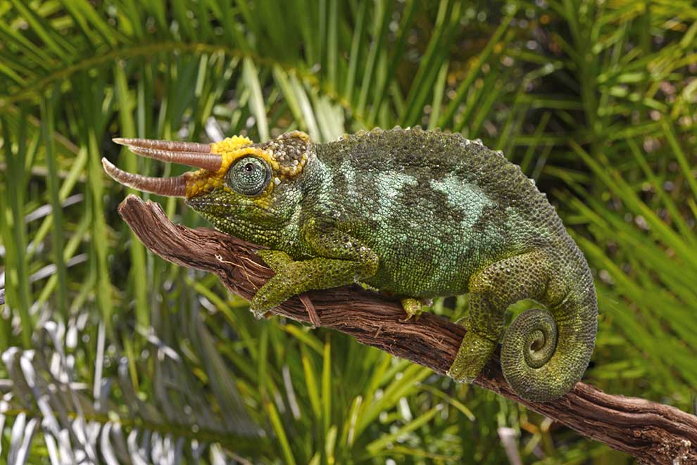 kameleon Jacksona (Trioceros jacksonii)