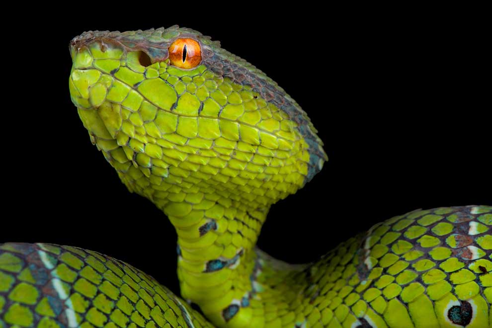 Tropidolaemus subannulatus