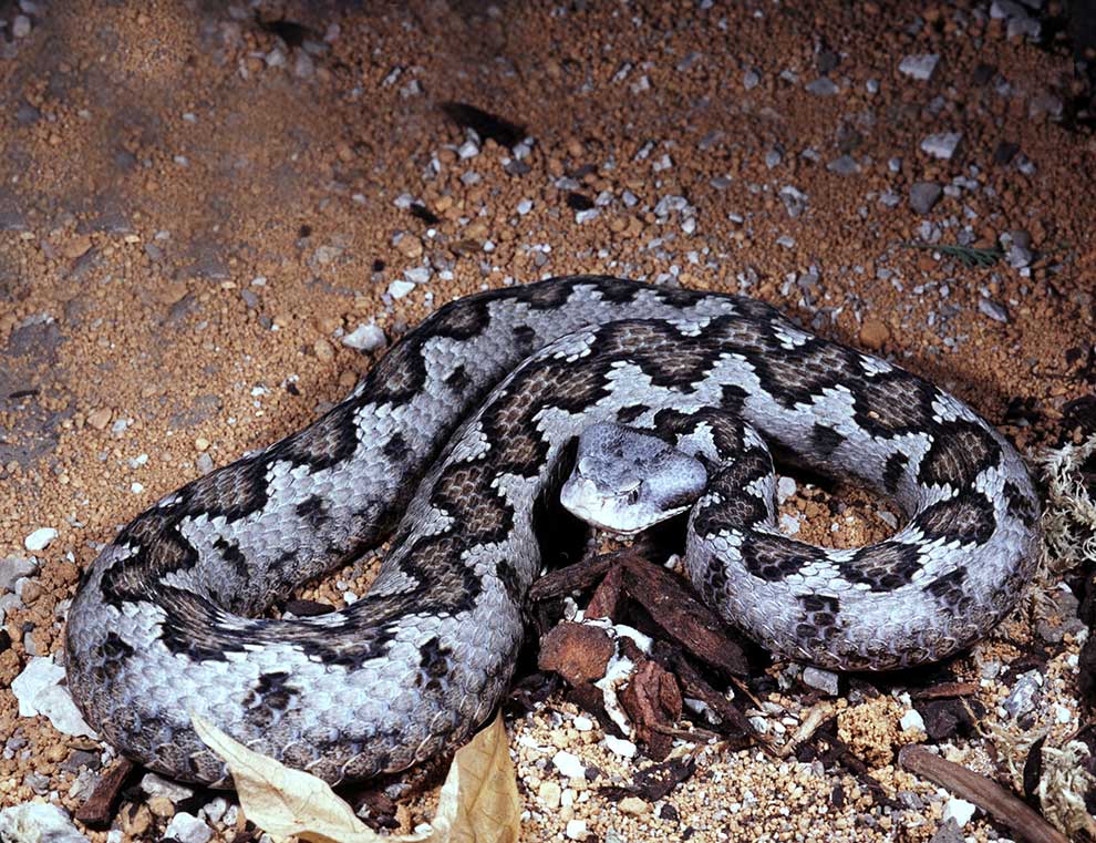 Żmija iberyjska (Vipera latastei)