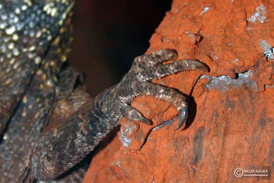 agama kołnierzasta (Chlamydosaurus kingii)