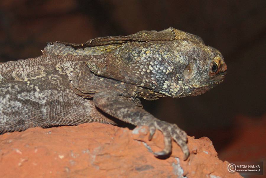 agama kołnierzasta (Chlamydosaurus kingii)