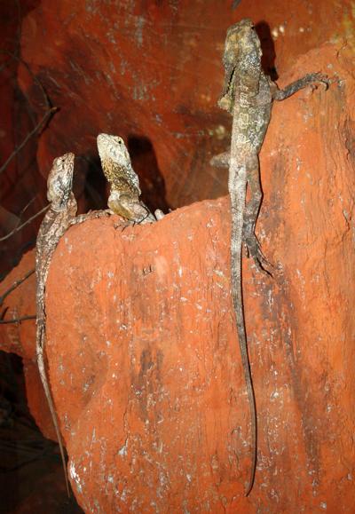 agama kołnierzasta (Chlamydosaurus kingii)