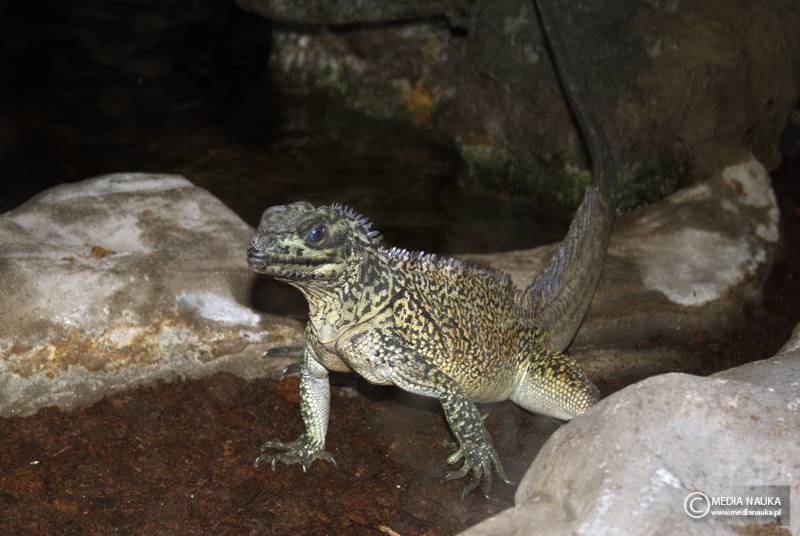 agama żaglowa (Hydrosaurus amboinensis)