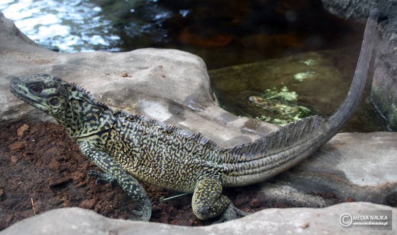 agama żaglowa (Hydrosaurus amboinensis)