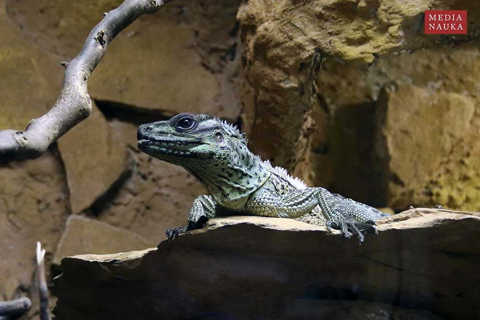 agama żaglowa (Hydrosaurus amboinensis)