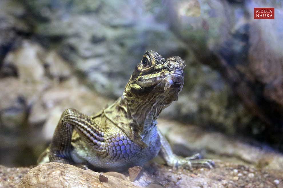 agama żaglowa filipińska (Hydrosaurus pustulatus)