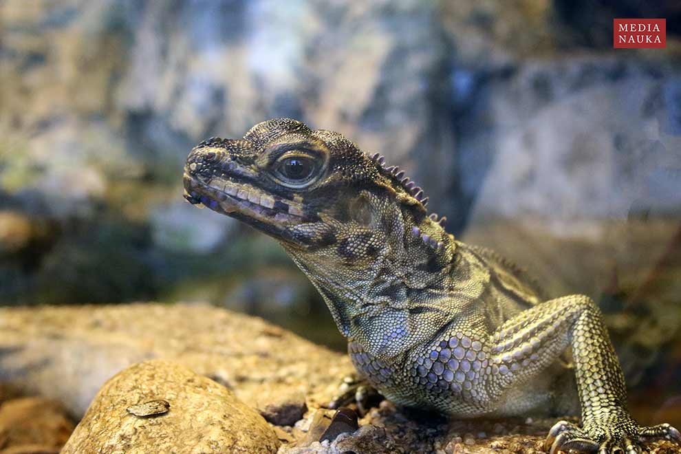 agama żaglowa filipińska (Hydrosaurus pustulatus)