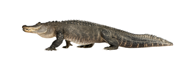 aligator missisipski, aligator amerykański