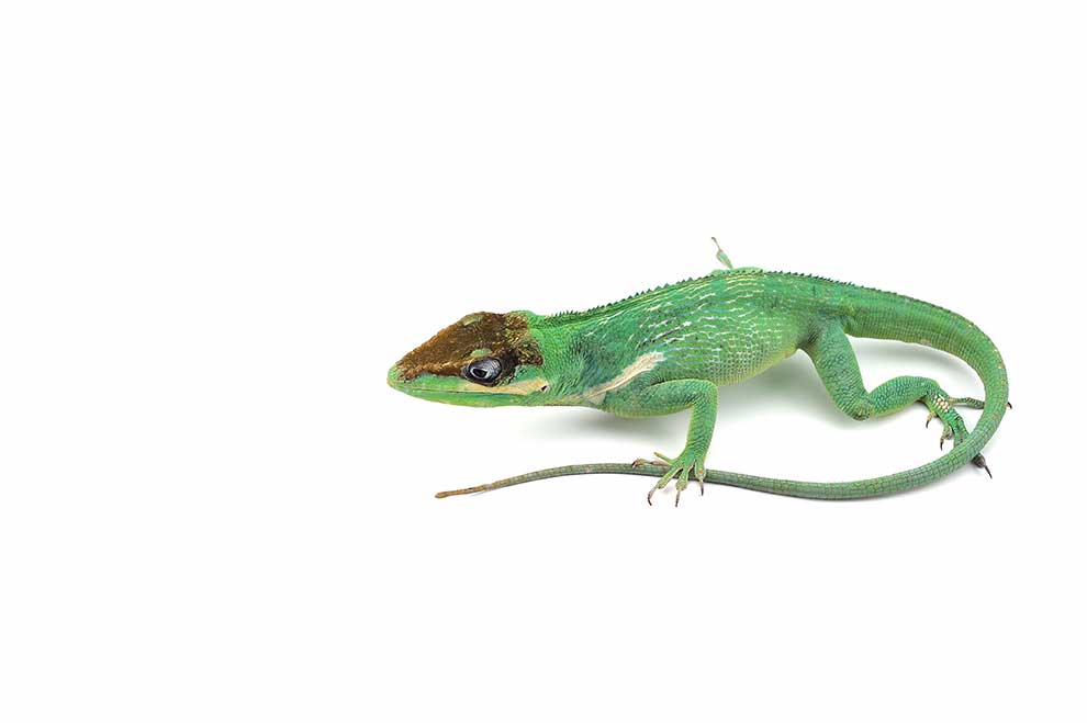 anolis olbrzymi (Anolis baracoae)