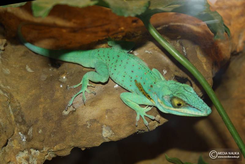 anolis olbrzymi (Anolis baracoae)