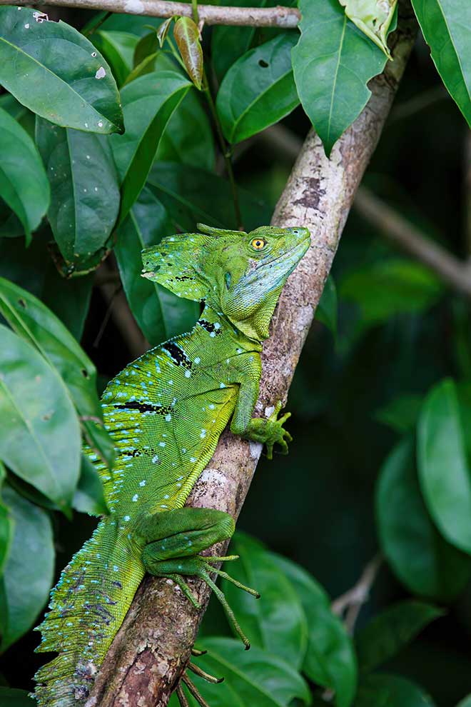 bazyliszek hełmiasty, bazyliszek zwyczajny (Basiliscus basiliscus)