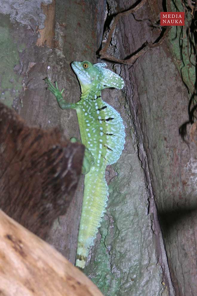 bazyliszek płatkogłowy (Basiliscus plumifrons)