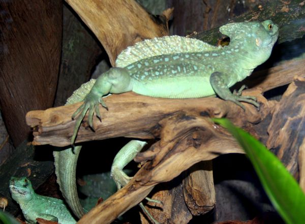 bazyliszek płatkogłowy (Basiliscus plumifrons)