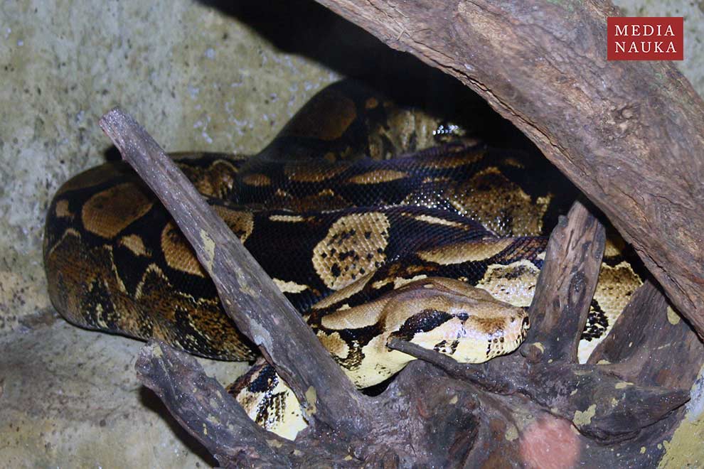 boa dusiciel (Boa constrictor)
