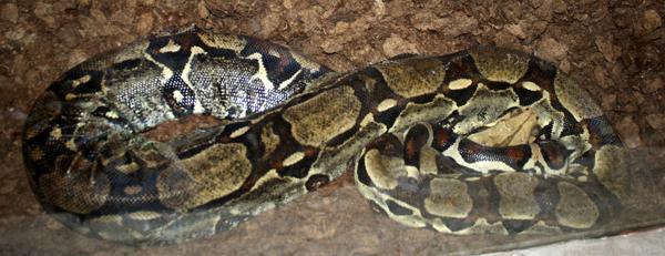 boa dusiciel (Boa constrictor)