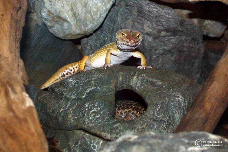 gekon lamparci (Eublepharis macularius)