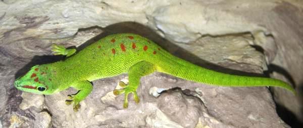 felsuma madagaskarska (Phelsuma madagascariensis)