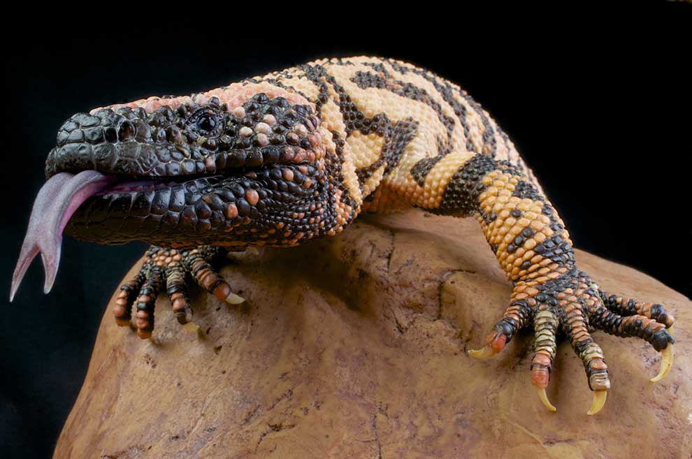 heloderma arizońska (Heloderma suspectum)