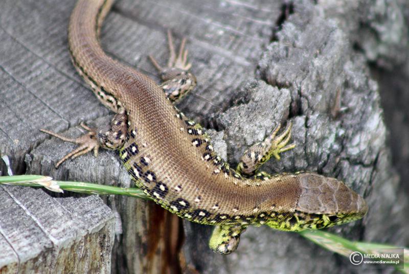 jaszczurka zwinka (Lacerta agilis)