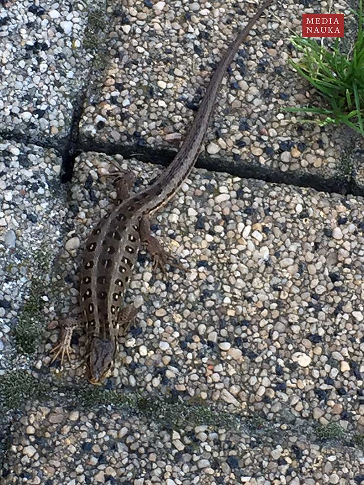 jaszczurka zwinka (Lacerta agilis)