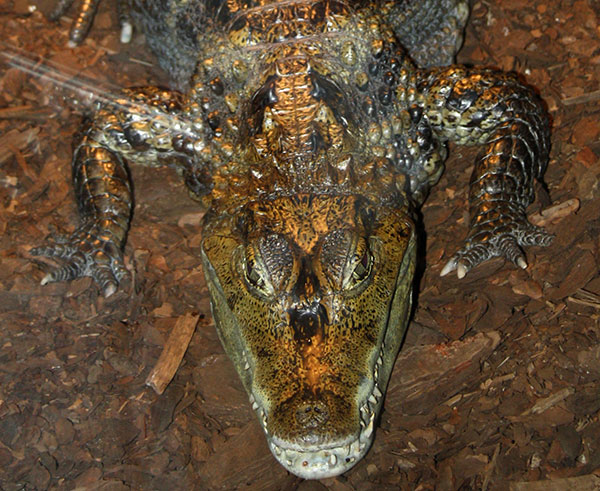 kajman okularowy, kajman krokodylowy (Caiman crocodilus)