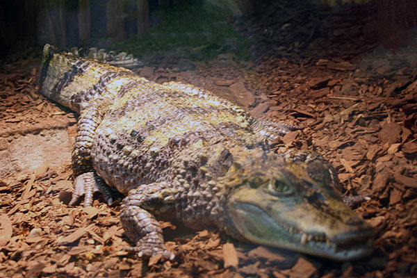 kajman okularowy, kajman krokodylowy (Caiman crocodilus)
