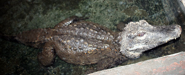 kajman Shneidera (Paleosuchus trigonatus)