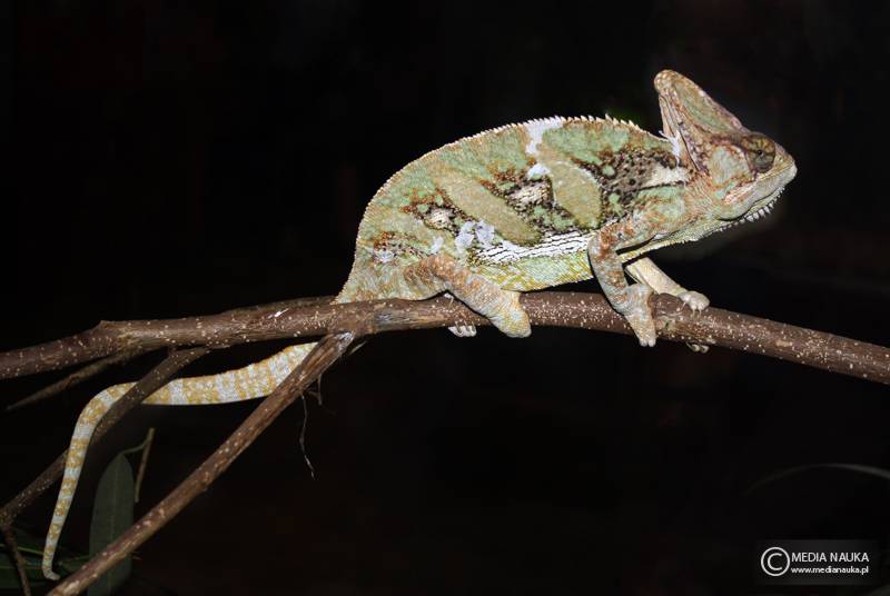 kameleon jemeński (Chamaeleo calyptratus)