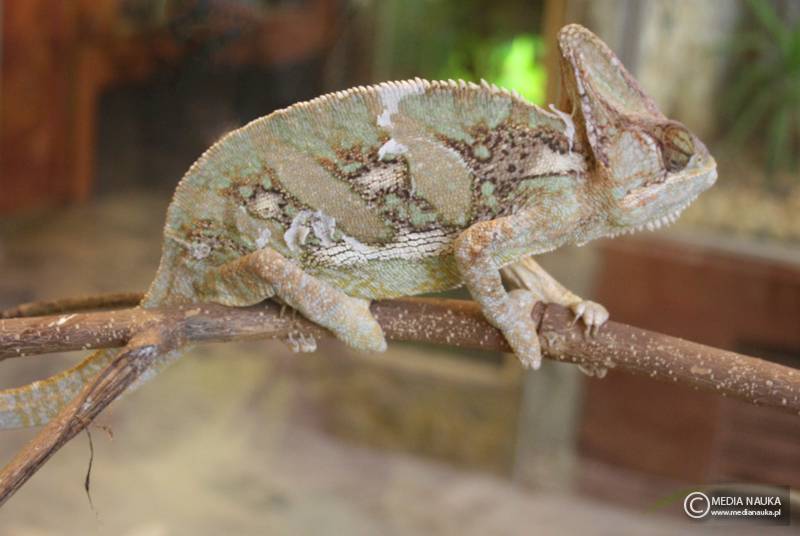 kameleon jemeński (Chamaeleo calyptratus)