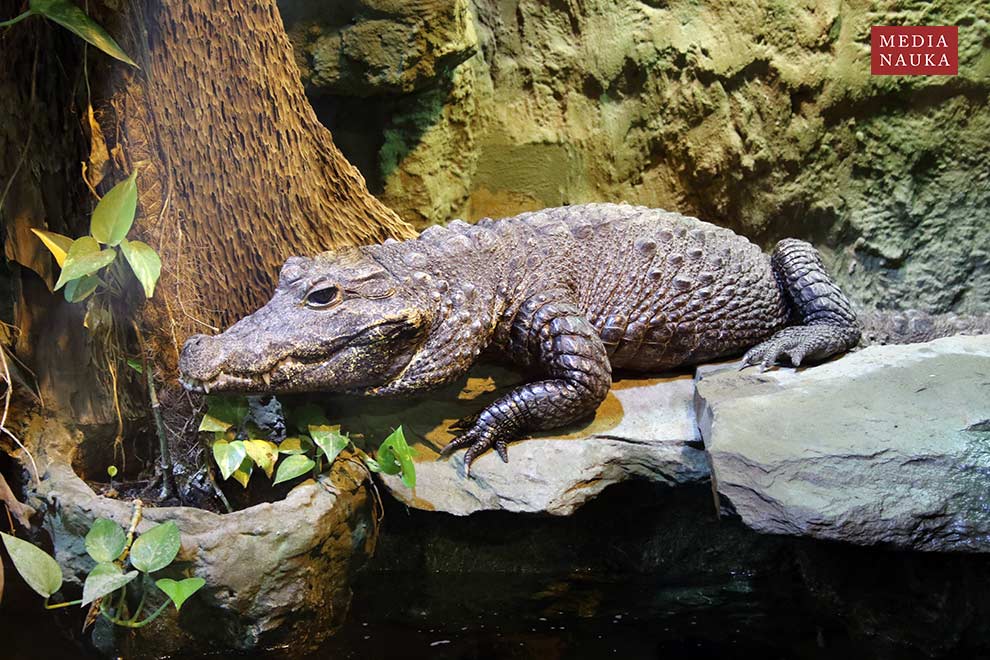 krokodyl krótkopyski (Osteolaemus tetraspis)