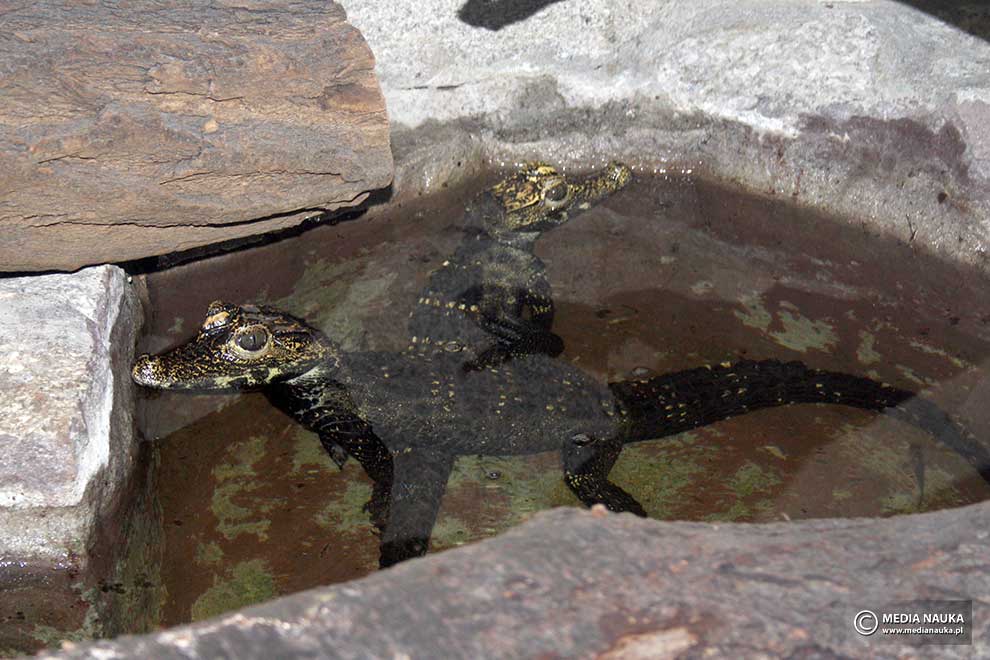 krokodyl krótkopyski (Osteolaemus tetraspis)