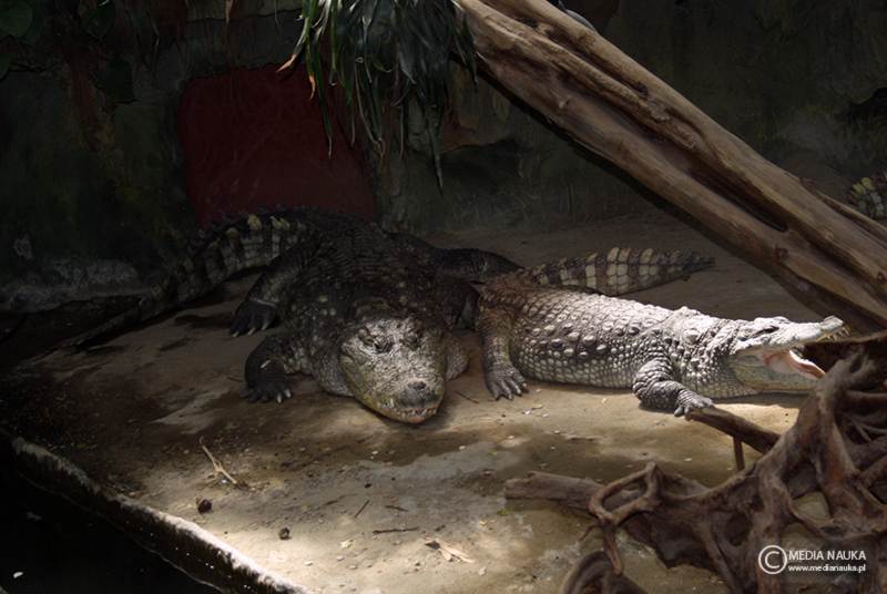 krokodyl nilowy