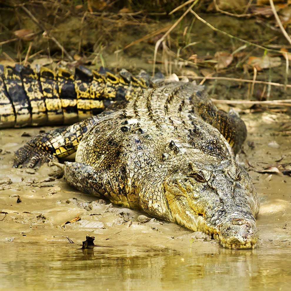 krokodyl różańcowy