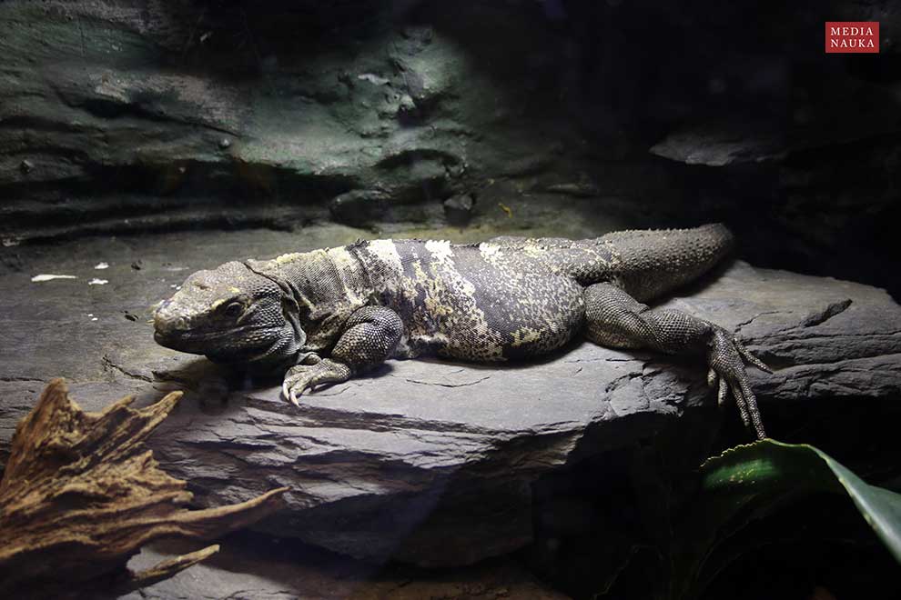 legwan czarny (Ctenosaura similis)