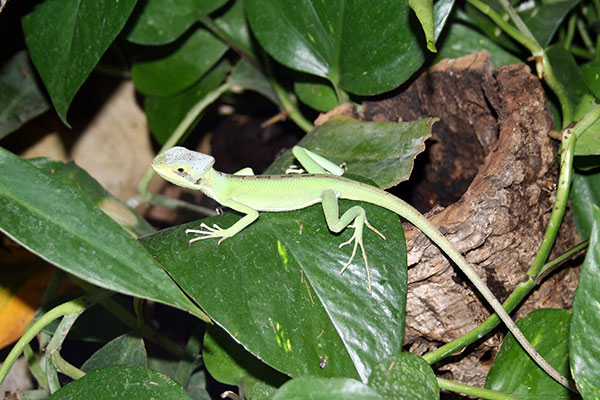 legwan hełmiasty (Laemanctus longipes)