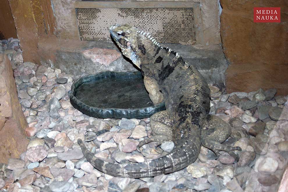 legwan kubański (Cyclura nubila)