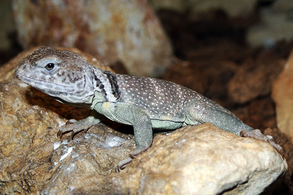 legwan obrożny (Crotaphytus collaris)