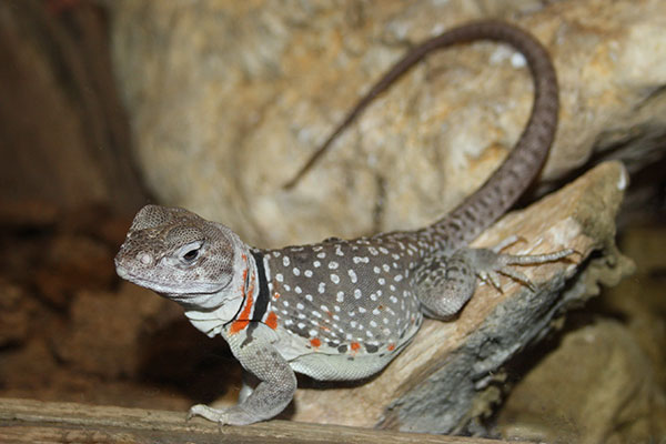 legwan obrożny (Crotaphytus collaris)