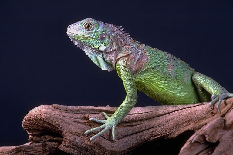 legwan zielony (Iguana iguana)