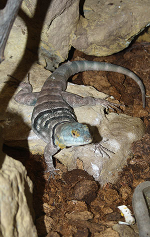 legwanik lazurowy (Petrosaurus thalassinus)