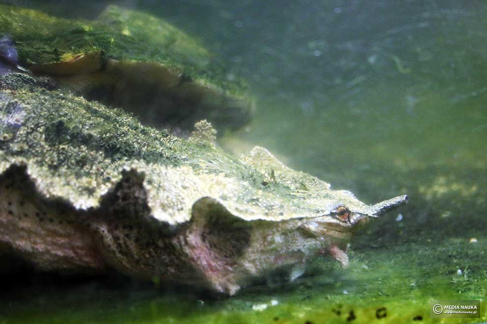 żółw matamata (Chelus fimbriatus)