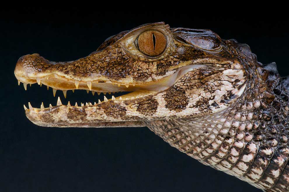 kajman Shneidera (Paleosuchus trigonatus)