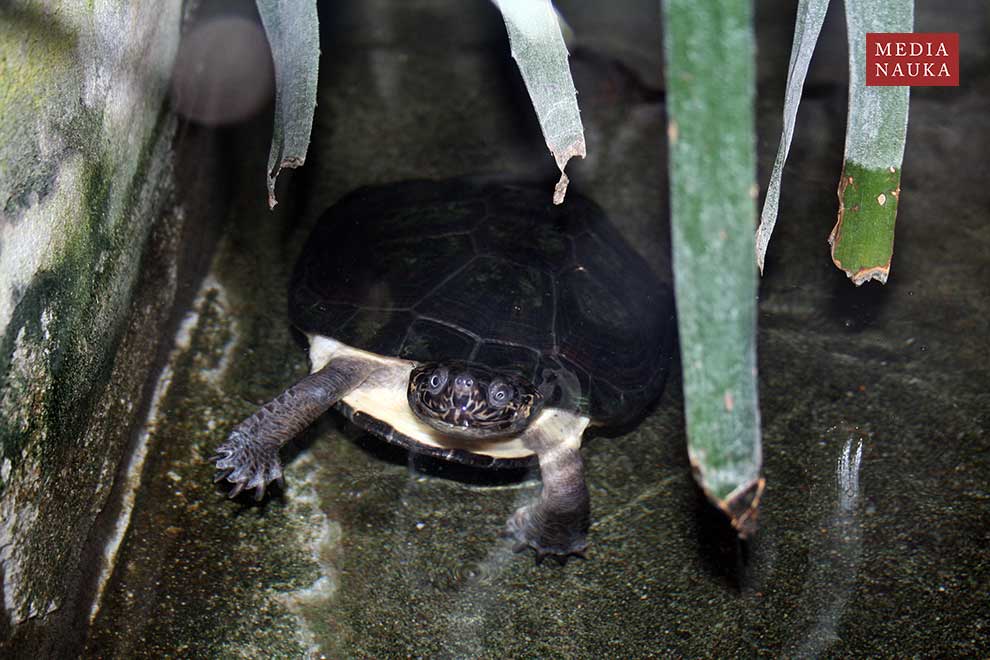 pelomeduza czarna (Pelusios niger)