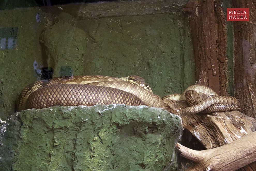 pyton ametystowy (Morelia amethistina)
