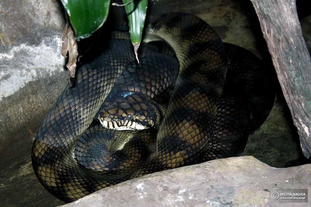 pyton ametystowy (Morelia amethistina)