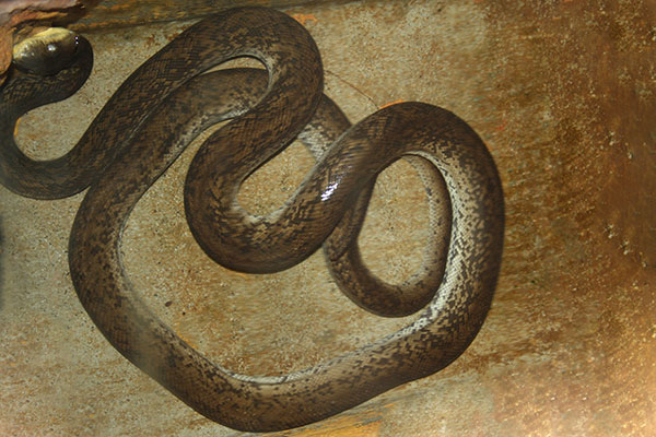 pyton nowogwinejski (Liasis mackloti)