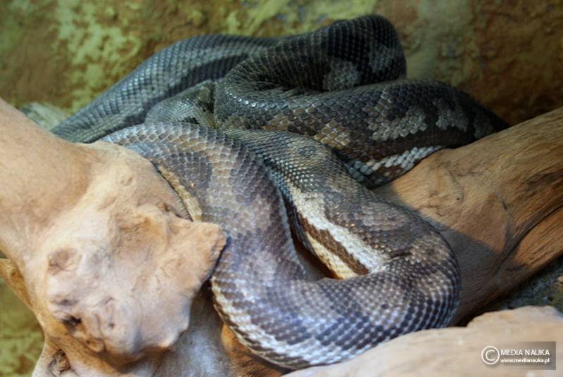 pyton rombowy (Morelia spilota)