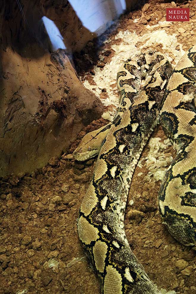 pyton siatkowy (Python reticulatus)