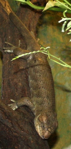 scynk nadrzewny (Corucia zebrata)