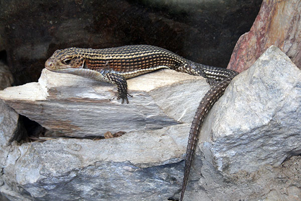 tarczołusk sudański (Gerrhosaurus major)